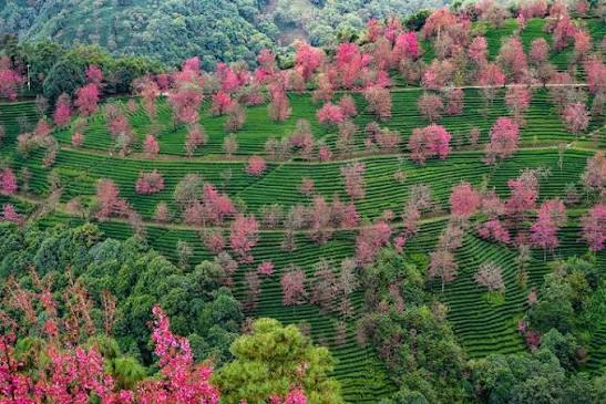 15 Photos That'll Make You Want To Go To Yunnan image