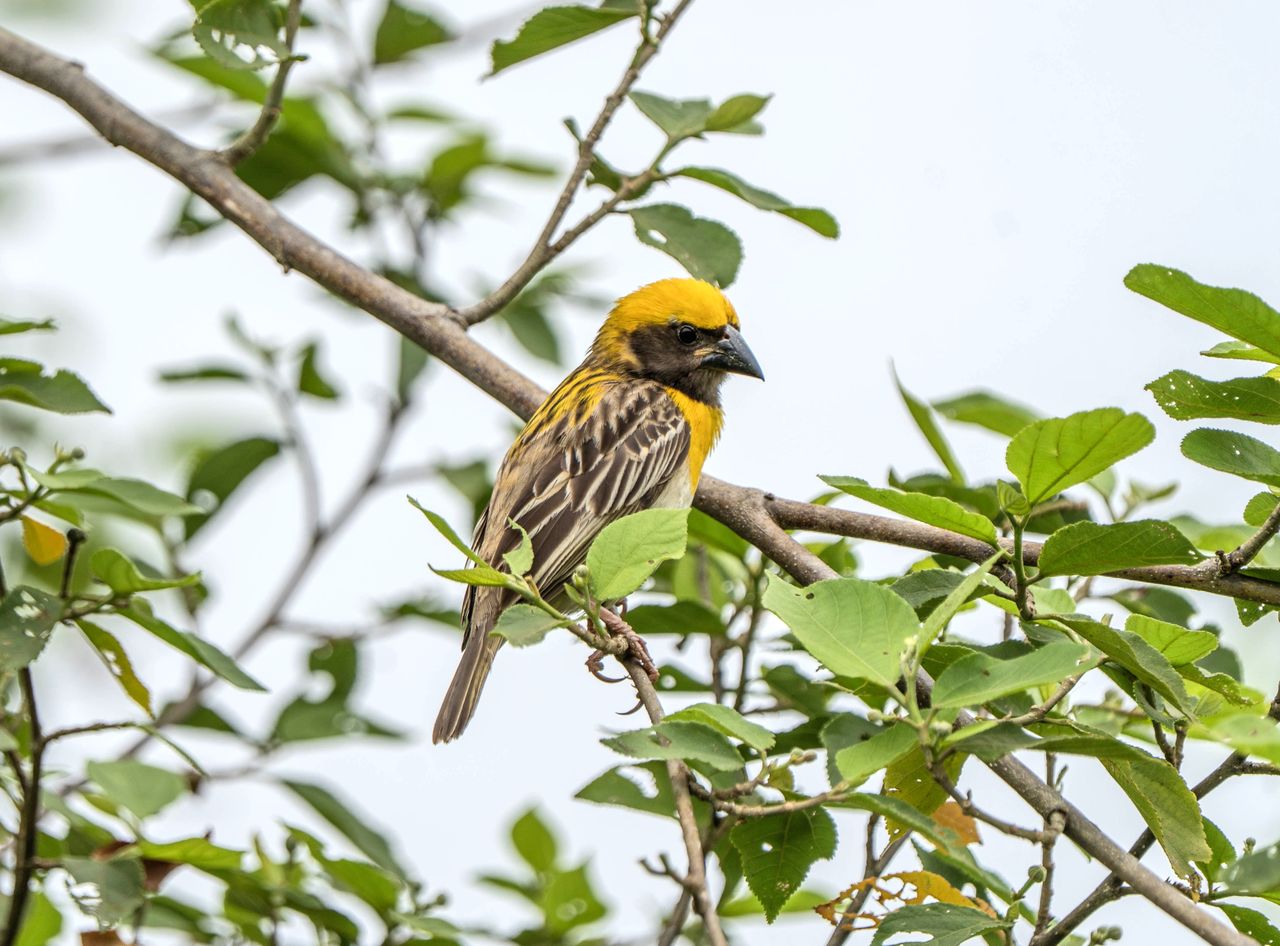 A vibrant yellow weaver bird sitting on a leafy branch in a natural setting.