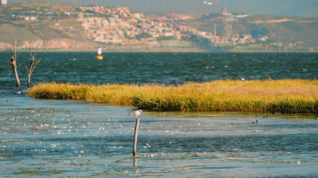 Yunnan Photography Tour: Capture Timeless Natural & Cultural Masterpieces in Southwest China Tranquil scene of a bird on a pole by the water with cityscape of Dali, China in the background.