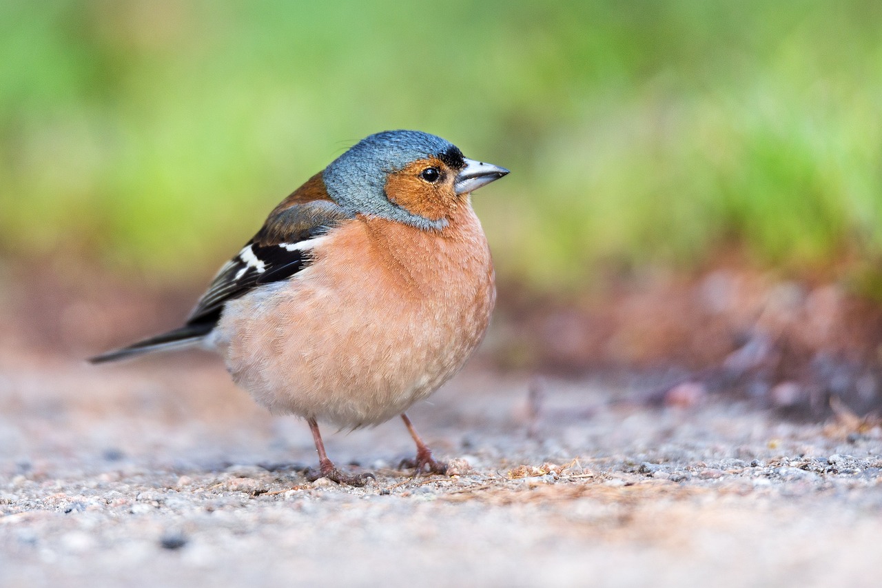 4 DAY BAIHUALING BIRDING & CULTURE TOUR