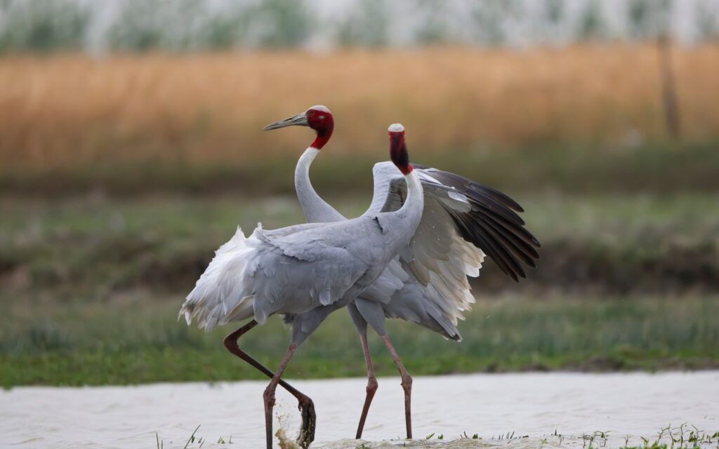 11 Days Yunnan Classic Tour (Kunming / Dali / Lijiang / Shangri-La) | Crane & Ancient Town Focus Sarus cranes elegantly walking in a natural wetland setting during daytime.